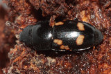 4-spotted Sap Beetle (Glischrochilus quadrisignatus)