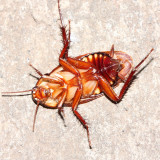 Pycnoscelus sp. (Blaberidae)