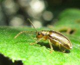 Viburnum Leaf Beetle (Tricholochmaea viburni)