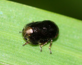 Spittlebug, Clastoptera xanthocephala (Clastopteridae)