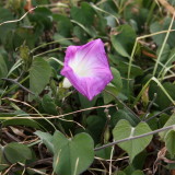 Koali awa, Ipomoea indica (Convolvulaceae)