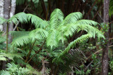 Hapuu Fern, Cibotium glaucum (Cibotiaceae)
