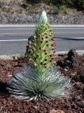 Silversword, Argyroxiphium sandwicense macrocephalum (Asteraceae)