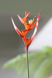 Parakeet Heliconia, Heliconia psittacorum (Heliconiaceae)