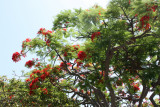 Poinciana, Caesalpinia pulcherrima (Fabaceae)