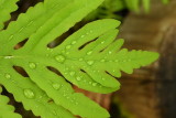 Sensitive Fern (Onoclea sensibilis)