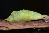 Cabbage White (Pieris rapae) chrysalis