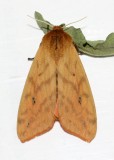 Isabella Tiger Moth, Hodges#8129 Pyrrharctia isabella