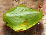 Waterlily Leafcutter Moth, Hodges#4755 Elophila obliteralis