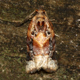 Red-banded Leafroller, Hodges#3597 Argyrotaenia velutinana
