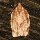 Oblique-banded Leafroller, Hodges#3635 Choristoneura rosaceana