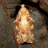 Archips Tortrix, Hodges#3653 Archips semiferanus