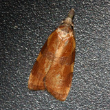 Spring Dead-leaf Roller, Hodges#3716 Cenopis diluticostana