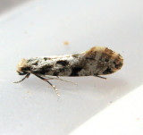 European Grain Moth, Hodges#0266 Nemapogon granella