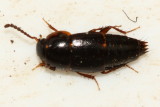 Tachinus corticinus