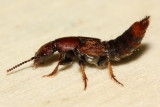 Platydracus cinnamopterus