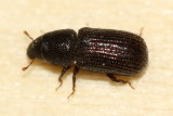 Stenoscelis brevis