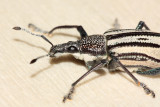 Diaprepres Root Weevil (Diaprepes abbreviatus)