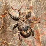 Plum Curculio (Conotrachelus nenuphar)