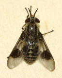 Chrysops aestuans