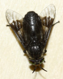 Chrysops ater