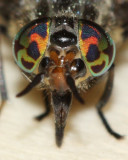 Chrysops niger