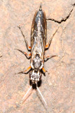 Xiphydria maculata, family Xiphydriidae