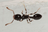 Temnothorax longispinosus