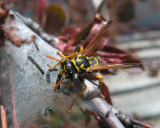 European Paper Wasp attacking tent caterpillars