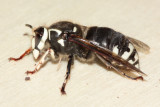 Baldfaced Hornet (Dolichovespula maculata) queen