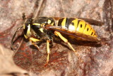 Downy Yellowjacket (Vespula flavopilosa) queen