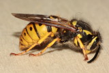 German Yellowjacket (Vespula germanica)