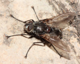 Ptilodexia sp. (Dexiinae)