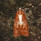 Spring Dead-leaf Roller, Hodges#3716 Cenopis diluticostana