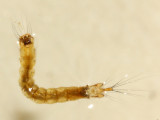 Meniscus Midge (Dixella sp.) larva