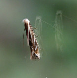 Ribbed Cocoon-maker Moth, Bucculatrix sp., family Bucculatricidae