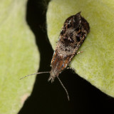 Metalmark Moth, Tebenna sp., family Choreutidae