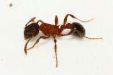 Myrmica americana