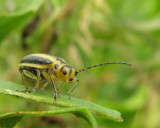 Goldenrod Leaf Beetle (Trihabda sp.)