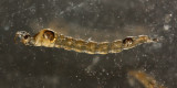 Phantom Midge (Chaoborus sp.) larva