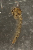 Phantom Midge (Chaoborus sp.) pupa