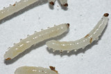 Fungus Gnat larvae