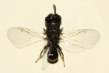 Eurytomid Wasp