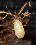 Large pale soil mite