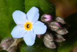 Changing Forget-me-not (Myosotis discolor)