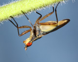 Neriid Fly, Glyphidops sp. (Neriidae)