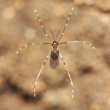 Gall Midge (Cecidomyiidae)