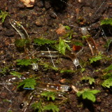 Dark-winged Fungus Gnat larvae (Sciaridae)