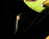 Crane Fly, Limonia (Geronomyia) sp. (Tipulidae: Limoniinae)