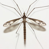 Crane Fly, Ozodicera sp. (Tipulidae: Tipulinae)